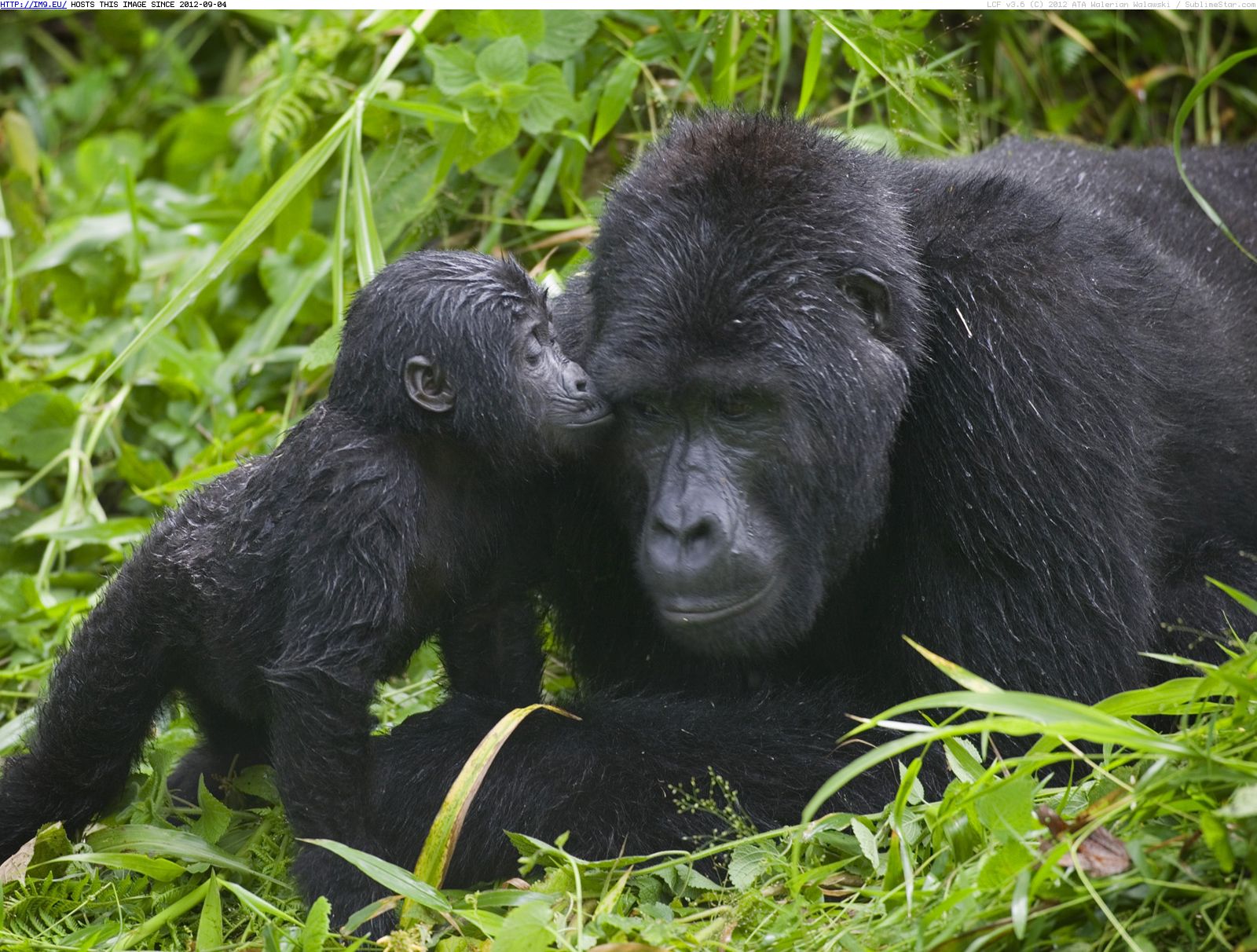 bwindi-uganda-gorilla-trip-1