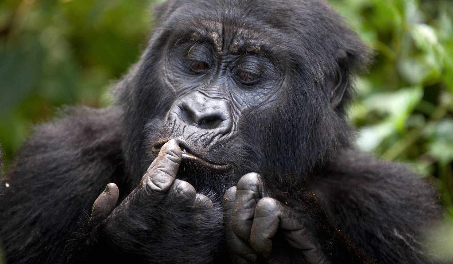 bwindi-uganda-gorilla-trip-banner