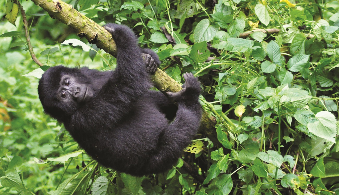 uganda-gorilla-express-3